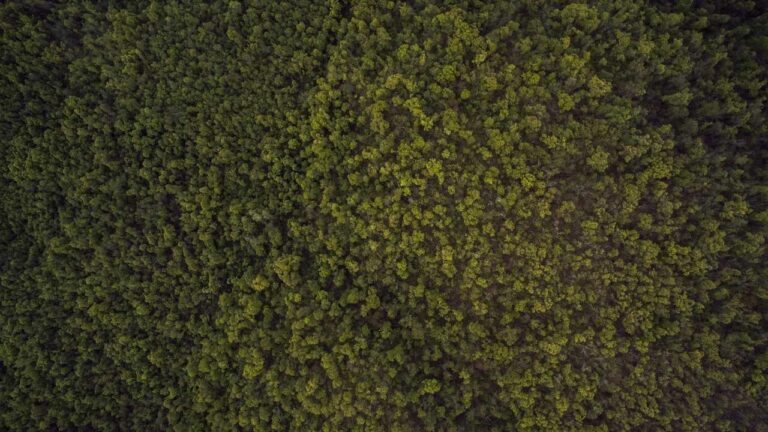 How To Set A Book In Cricbet99 Manually?